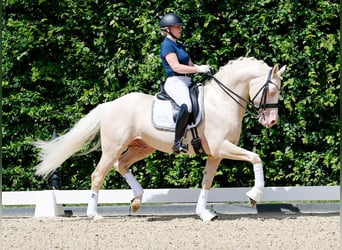 Niemiecki kuc wierzchowy, Ogier, 10 lat, 155 cm, Cremello