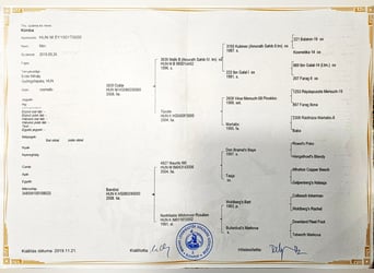 Niemiecki kuc wierzchowy, Ogier, 11 lat, 145 cm, Cremello