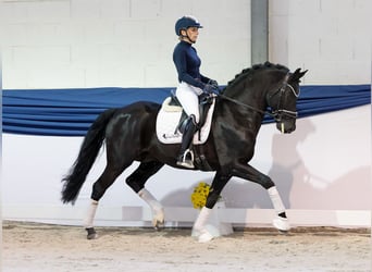 Niemiecki kuc wierzchowy, Ogier, 13 lat, 153 cm, Kara