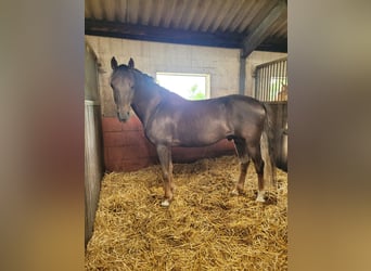 Niemiecki kuc wierzchowy, Ogier, 14 lat, 148 cm, Ciemnokasztanowata