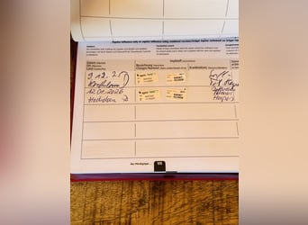 Niemiecki kuc wierzchowy, Ogier, 1 Rok, 147 cm, Jelenia