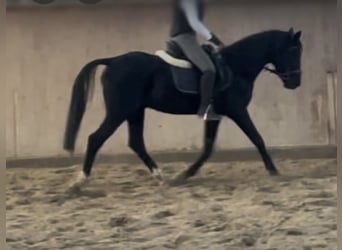 Niemiecki kuc wierzchowy, Ogier, 21 lat, 152 cm, Skarogniada