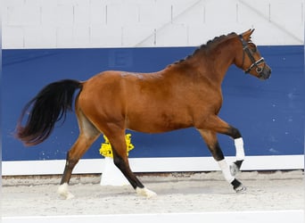 Niemiecki kuc wierzchowy, Ogier, 2 lat, 136 cm, Gniada