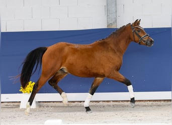 Niemiecki kuc wierzchowy, Ogier, 2 lat, 136 cm, Gniada