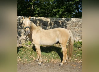 Niemiecki kuc wierzchowy, Ogier, 2 lat, 136 cm, Izabelowata