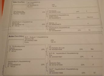 Niemiecki kuc wierzchowy, Ogier, 2 lat, 137 cm, Izabelowata