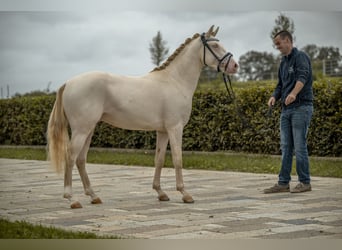 Niemiecki kuc wierzchowy, Ogier, 2 lat, 142 cm, Perlino