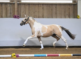 Niemiecki kuc wierzchowy, Ogier, 2 lat, 142 cm, Tobiano wszelkich maści