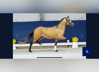 Niemiecki kuc wierzchowy, Ogier, 2 lat, 143 cm, Bułana