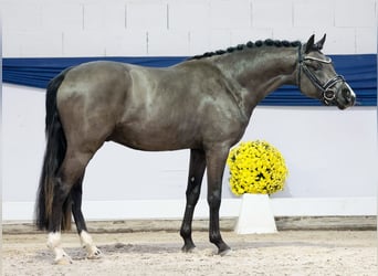 Niemiecki kuc wierzchowy, Ogier, 2 lat, 144 cm, Bułana