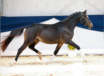 Niemiecki kuc wierzchowy, Ogier, 2 lat, 144 cm, Ciemnogniada