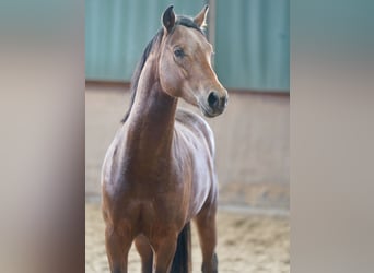 Niemiecki kuc wierzchowy, Ogier, 2 lat, 144 cm, Gniada Niemiecki kuc wierzchowy, Ogier, 2 lat, 144 cm, Gniada
