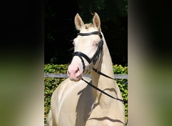 Niemiecki kuc wierzchowy, Ogier, 2 lat, 145 cm, Cremello