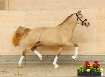 Niemiecki kuc wierzchowy, Ogier, 2 lat, 145 cm, Cremello