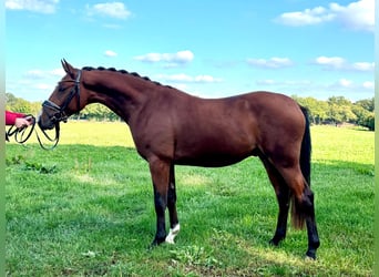 Niemiecki kuc wierzchowy, Ogier, 2 lat, 145 cm, Gniada