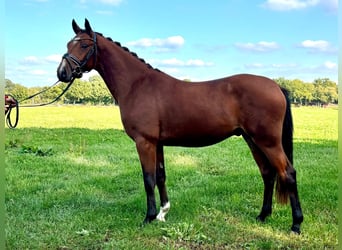 Niemiecki kuc wierzchowy, Ogier, 2 lat, 145 cm, Gniada