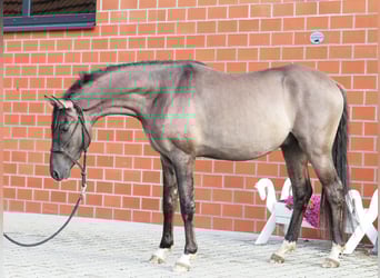 Niemiecki kuc wierzchowy, Ogier, 2 lat, 145 cm, Grullo