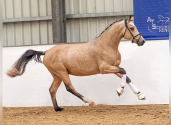 Niemiecki kuc wierzchowy, Ogier, 2 lat, 145 cm, Jelenia