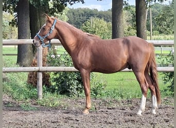 Niemiecki kuc wierzchowy, Ogier, 2 lat, 145 cm, Kasztanowatodereszowata