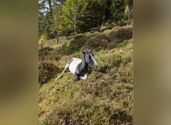 Niemiecki kuc wierzchowy Mix, Ogier, 2 lat, 145 cm, Srokata