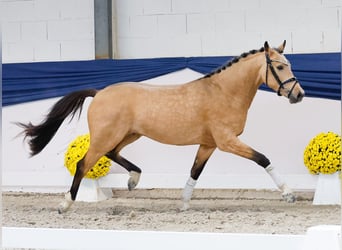 Niemiecki kuc wierzchowy, Ogier, 2 lat, 146 cm, Bułana