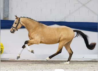 Niemiecki kuc wierzchowy, Ogier, 2 lat, 146 cm, Bułana