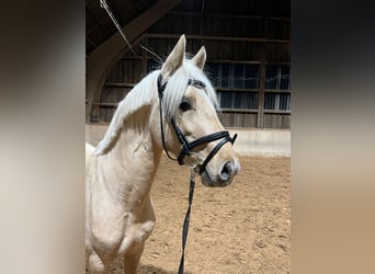 Niemiecki kuc wierzchowy, Ogier, 2 lat, 146 cm, Izabelowata