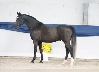 Niemiecki kuc wierzchowy, Ogier, 2 lat, 146 cm, Kara