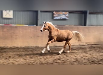 Niemiecki kuc wierzchowy, Ogier, 2 lat, 147 cm, Izabelowata
