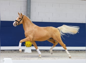Niemiecki kuc wierzchowy, Ogier, 2 lat, 147 cm, Izabelowata