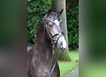 Niemiecki kuc wierzchowy, Ogier, 2 lat, 147 cm, Jelenia