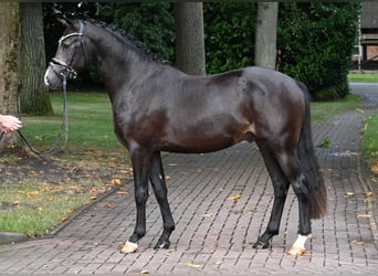 Niemiecki kuc wierzchowy, Ogier, 2 lat, 147 cm, Jelenia
