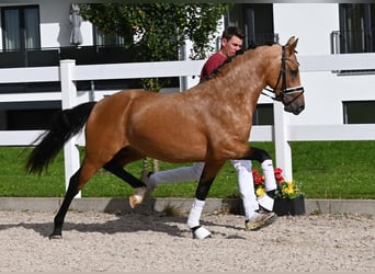 Niemiecki kuc wierzchowy, Ogier, 2 lat, 147 cm, Jelenia