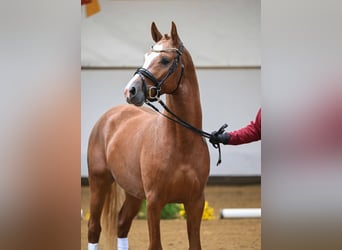 Niemiecki kuc wierzchowy, Ogier, 2 lat, 147 cm, Kasztanowata