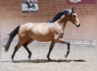 Niemiecki kuc wierzchowy, Ogier, 2 lat, 148 cm, Gniada