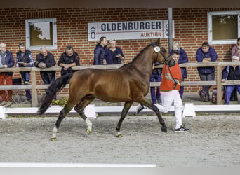 Niemiecki kuc wierzchowy, Ogier, 2 lat, 148 cm, Gniada