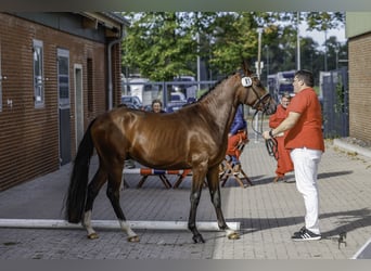 Niemiecki kuc wierzchowy, Ogier, 2 lat, 148 cm, Gniada