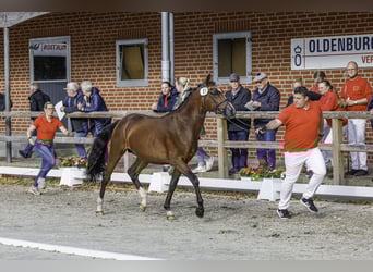 Niemiecki kuc wierzchowy, Ogier, 2 lat, 148 cm, Gniada