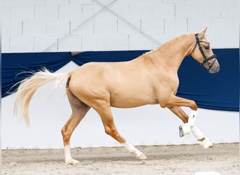 Niemiecki kuc wierzchowy, Ogier, 2 lat, 148 cm, Izabelowata