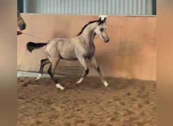 Niemiecki kuc wierzchowy, Ogier, 2 lat, 148 cm, Jelenia