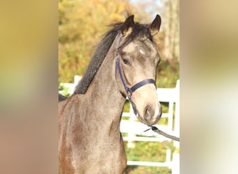 Niemiecki kuc wierzchowy, Ogier, 2 lat, 148 cm, Jelenia