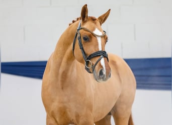 Niemiecki kuc wierzchowy, Ogier, 2 lat, 149 cm, Bułana