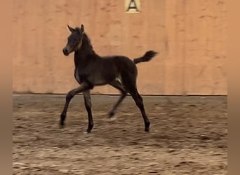 Niemiecki kuc wierzchowy, Ogier, 2 lat, 150 cm, Jelenia