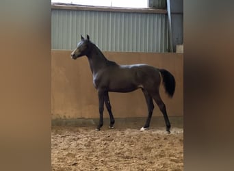 Niemiecki kuc wierzchowy, Ogier, 2 lat, 150 cm, Jelenia