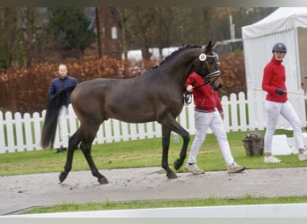 Niemiecki kuc wierzchowy Mix, Ogier, 2 lat, 154 cm, Gniada