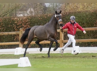 Niemiecki kuc wierzchowy Mix, Ogier, 2 lat, 154 cm, Gniada
