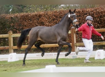 Niemiecki kuc wierzchowy Mix, Ogier, 2 lat, 154 cm, Gniada