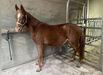 Niemiecki kuc wierzchowy, Ogier, 3 lat, 137 cm, Kasztanowata