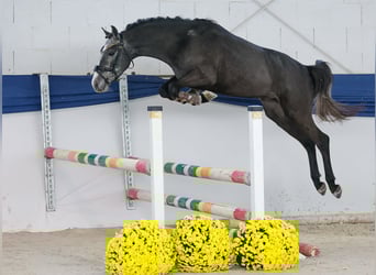 Niemiecki kuc wierzchowy, Ogier, 3 lat, 137 cm, Siwa