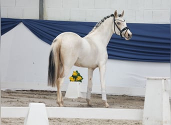 Niemiecki kuc wierzchowy, Ogier, 3 lat, 137 cm, Srokata